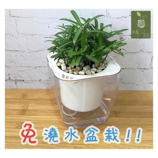 【小品文化】羅漢松【現貨】4吋透明懶人盆栽 加水更方便 觀葉植物 室內植物 自動吸水 水培 花盆 居家辦公盆花 種子