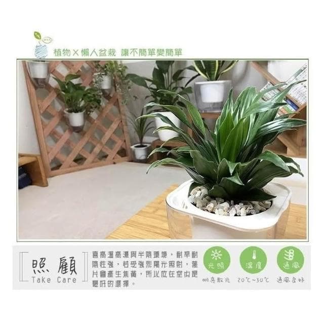 【小品文化】阿波羅【現貨】4吋透明懶人盆栽 加水更方便 觀葉植物 空氣淨化 水培 創意花盆 居家辦公盆花 種子