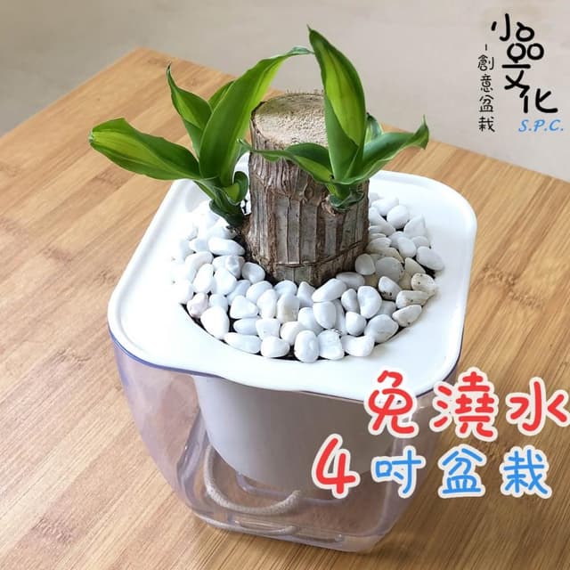 【小品文化】巴西鐵樹【現貨】4吋透明免澆水盆栽 室內植物 辦公室盆栽 懶人盆栽 水培植物 水培盆栽 植栽