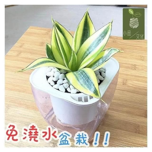 【小品文化】黃虎尾蘭【現貨】4吋透明免澆水盆栽 淨化空氣植物 室內植物 辦公室盆栽 懶人盆栽 水培植物 水培盆栽