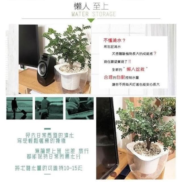 【小品文化】胡椒木【現貨】4吋透明免澆水盆栽 加水更方便 觀葉植物 室內植物 自動吸水 水培創意花盆 居家辦公盆花