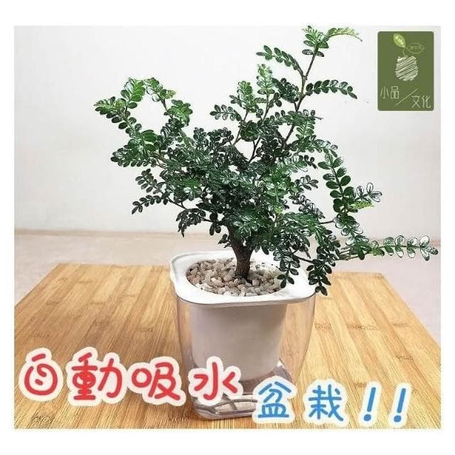 【小品文化】胡椒木【現貨】4吋透明免澆水盆栽 加水更方便 觀葉植物 室內植物 自動吸水 水培創意花盆 居家辦公盆花