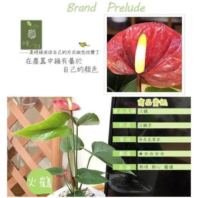 【小品文化】紅火鶴【現貨】4吋透明懶人盆栽 加水更方便 觀葉植物 陽台植物 自動吸水 水培 創意花盆 居家辦公盆花