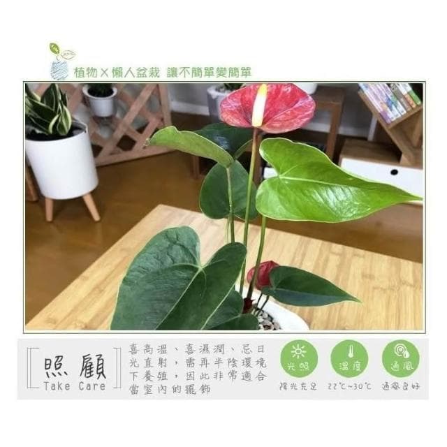 【小品文化】紅火鶴【現貨】4吋透明懶人盆栽 加水更方便 觀葉植物 陽台植物 自動吸水 水培 創意花盆 居家辦公盆花