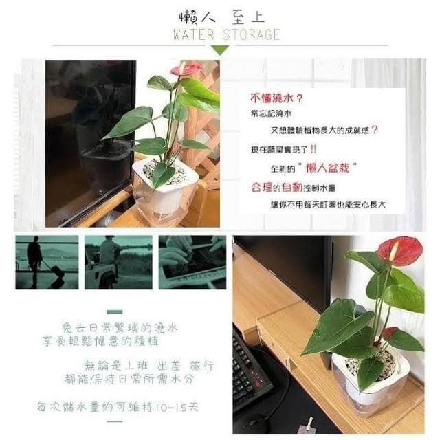 【小品文化】紅火鶴【現貨】4吋透明懶人盆栽 加水更方便 觀葉植物 陽台植物 自動吸水 水培 創意花盆 居家辦公盆花