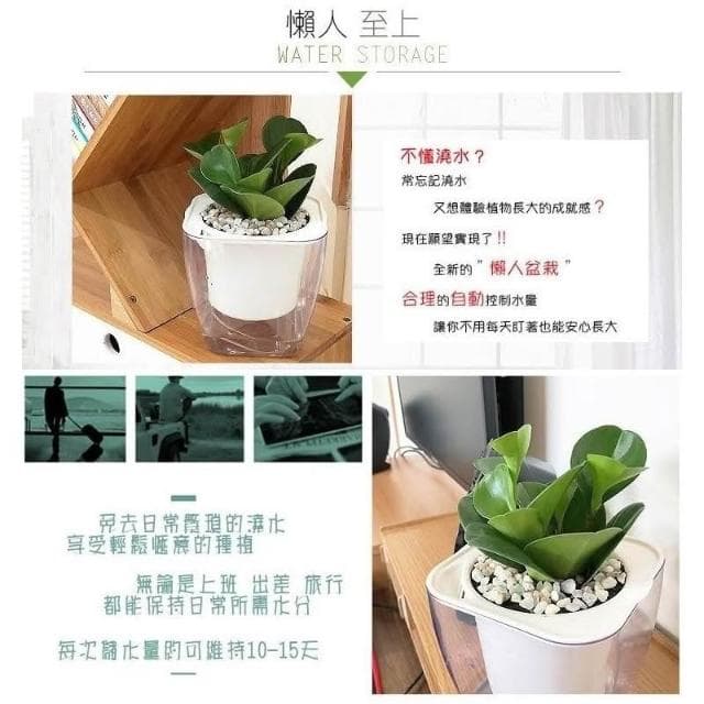 【小品文化】圓葉椒草【現貨】4吋透明懶人盆栽 加水更方便 觀葉植物 室內植物 自動吸水 創意花盆 居家辦公盆花 種子