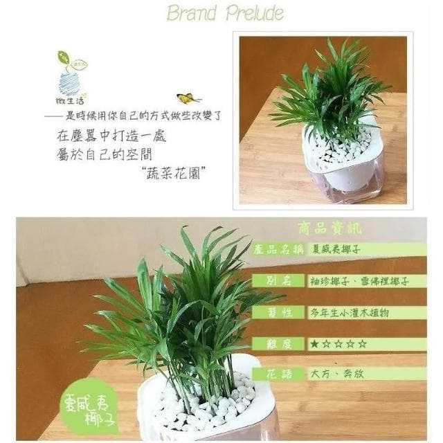 【小品文化】袖珍椰子【現貨】4吋透明懶人盆栽 加水更方便 觀葉植物 室內植物 自動吸水 水培 花盆 居家辦公盆花 種子