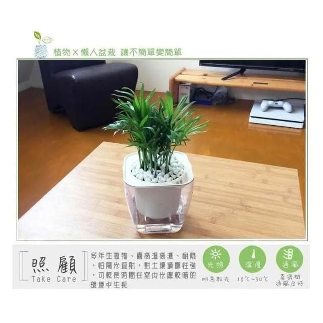 【小品文化】袖珍椰子【現貨】4吋透明懶人盆栽 加水更方便 觀葉植物 室內植物 自動吸水 水培 花盆 居家辦公盆花 種子
