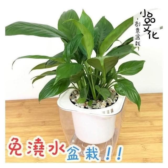 【小品文化】白鶴芋【現貨】4吋透明懶人盆栽 空氣淨化 加水更方便 觀葉植物 室內植物 水培 創意花盆 居家辦公盆花