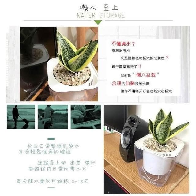 【小品文化】虎紋虎尾蘭【現貨】4吋透明免澆水盆栽 淨化空氣 觀葉植物 室內植物 懶人盆栽 創意花盆 居家辦公盆花