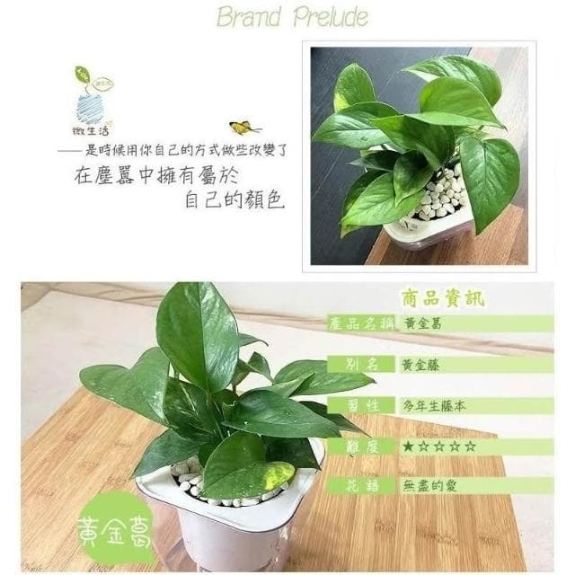 【小品文化】黃金葛【現貨】4吋透明免澆水盆栽 淨化空氣植物 廁所植物 室內植物 辦公室盆栽 懶人盆栽 水培植物 水培盆栽