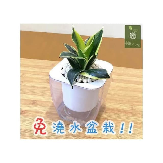 【小品文化】金邊虎尾蘭【現貨】4吋透明懶人盆栽 加水更方便 觀葉植物 室內植物 自動吸水 水培 創意花盆 居家辦公盆花