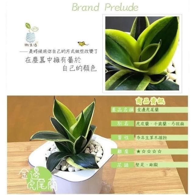 【小品文化】金邊虎尾蘭【現貨】4吋透明懶人盆栽 加水更方便 觀葉植物 室內植物 自動吸水 水培 創意花盆 居家辦公盆花