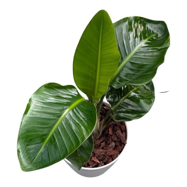 開心農元 觀葉植物 白花天堂鳥 白色盆栽