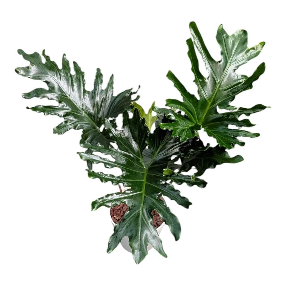 開心農元 觀葉植物 小天使蔓綠絨 白色盆栽