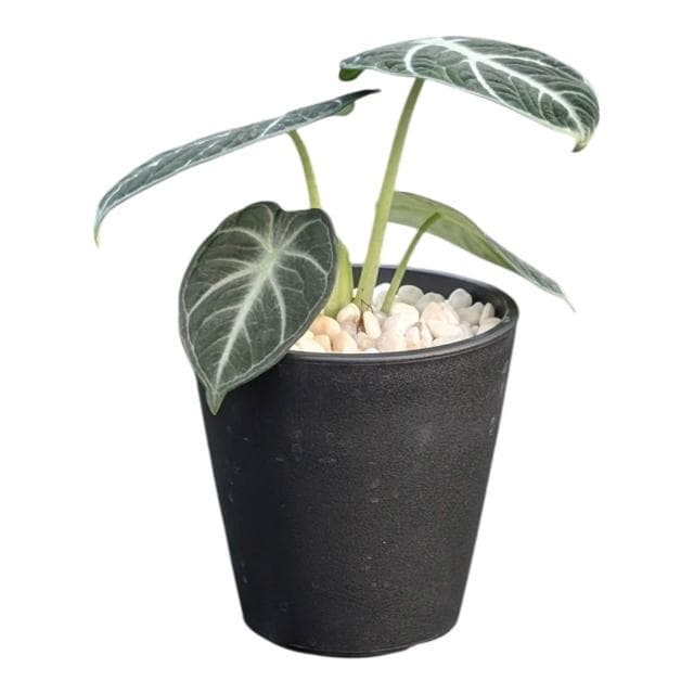 開心農元 觀葉植物 忍者觀音蓮 黑色盆栽