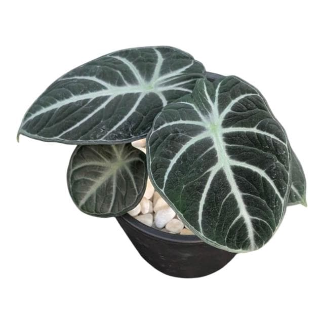 開心農元 觀葉植物 忍者觀音蓮 黑色盆栽