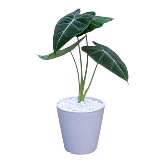 開心農元 觀葉植物 絨葉觀音蓮 白色盆栽