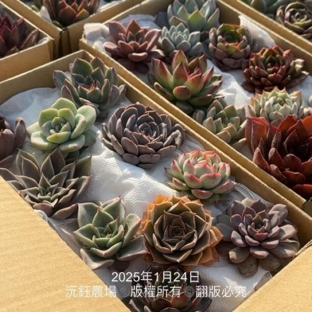 沅鈺農場   多肉植物   韓國多肉箱/多肉便當盒/砍頭植物/隨機出貨無法給名稱