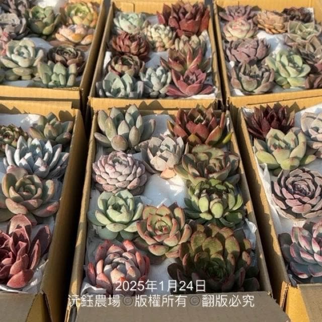 沅鈺農場   多肉植物   韓國多肉箱/多肉便當盒/砍頭植物/隨機出貨無法給名稱
