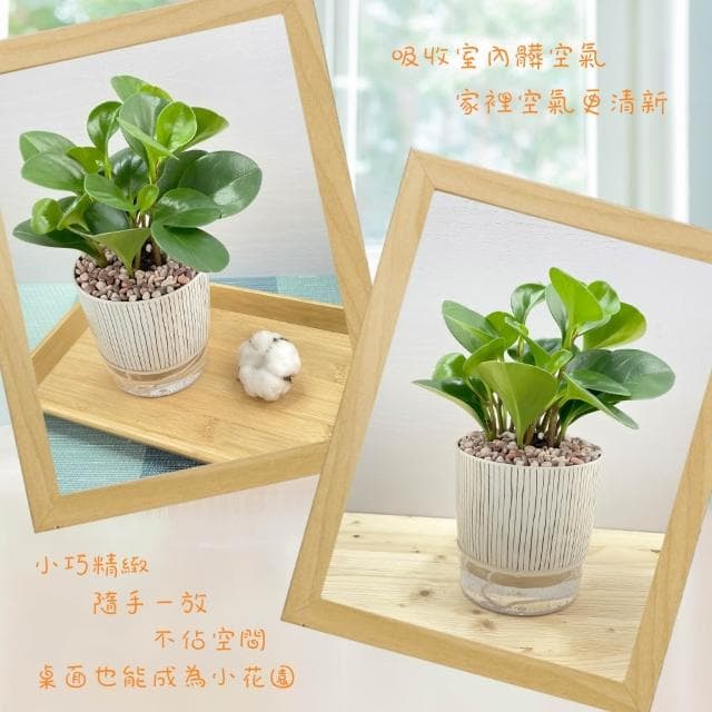 【小品文化】圓葉椒草【現貨】4吋仿瓷免澆水盆栽 室內植物 室內盆栽 懶人盆栽 水培植物 水培盆栽 室內盆栽 觀葉植物