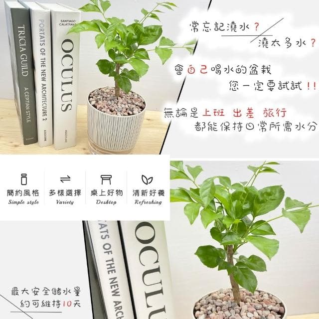【小品文化】進財樹【現貨】4吋仿瓷免澆水盆栽 室內植物 室內盆栽 懶人盆栽 水培植物 水培盆栽 室內盆栽 觀葉植物