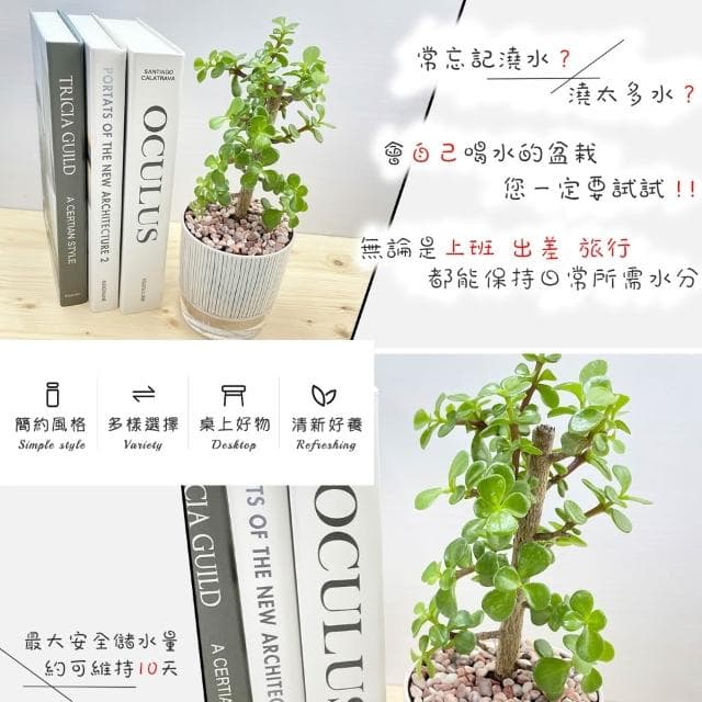 【小品文化】銀杏木【現貨】4吋仿瓷免澆水盆栽 室內植物 室內盆栽 懶人盆栽 水培植物 水培盆栽 室內盆栽 觀葉植物