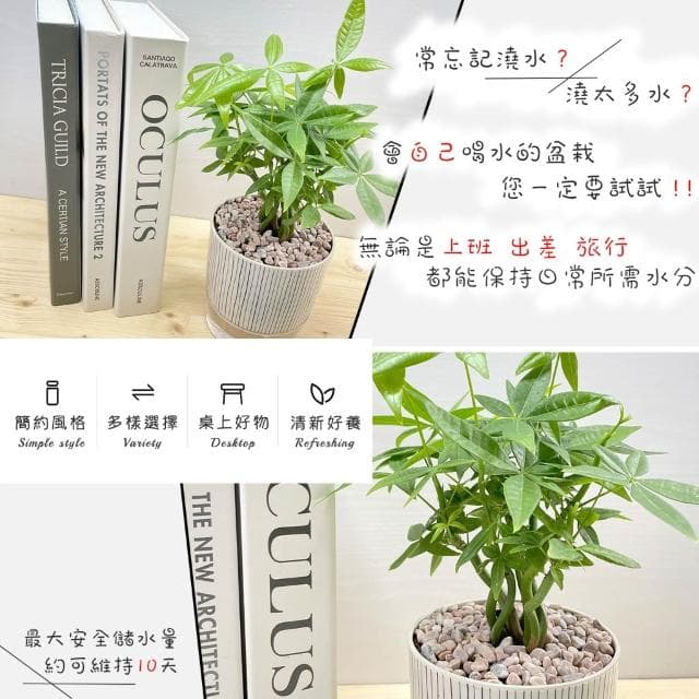 【小品文化】森林馬拉巴栗【現貨】4吋仿瓷免澆水盆栽 室內植物 室內盆栽 懶人盆栽 水培植物 水培盆栽 室內盆栽 觀葉植物