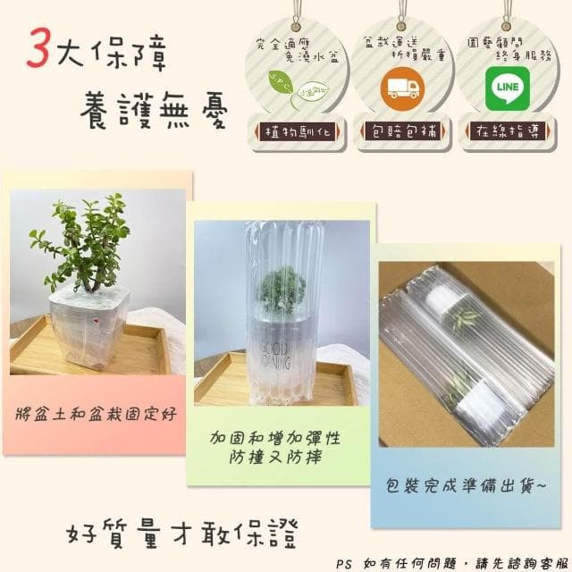 【小品美國櫻桃【現貨】4吋仿瓷免澆水盆栽 卡利撒 室內植物 室內盆栽 懶人盆栽 水培盆栽 室內盆栽 觀葉植物