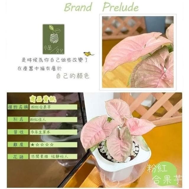 【小品文化】粉紅合果芋【現貨】4吋透明免澆水懶人盆栽 簡單好種植 觀葉植物 室內植物 自動吸水 創意花盆 居家