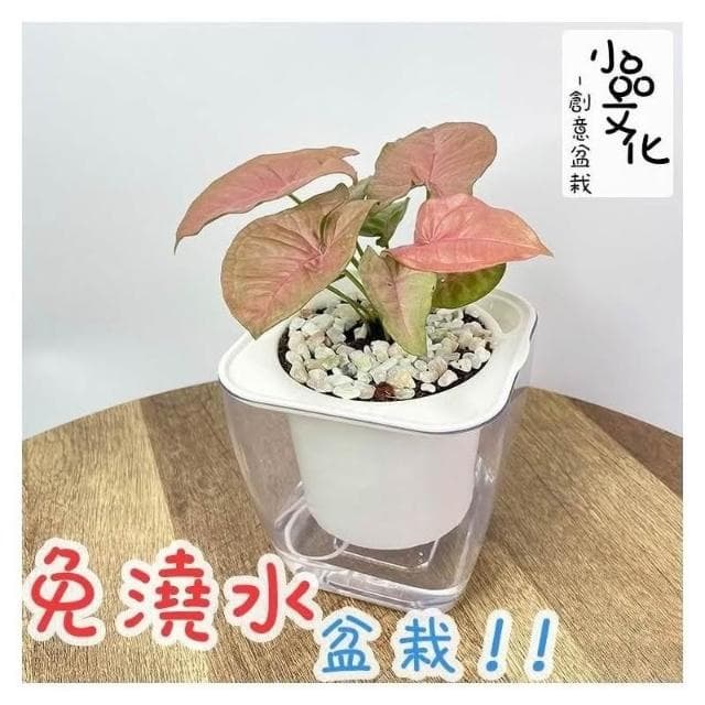 【小品文化】粉紅合果芋【現貨】4吋透明免澆水懶人盆栽 簡單好種植 觀葉植物 室內植物 自動吸水 創意花盆 居家