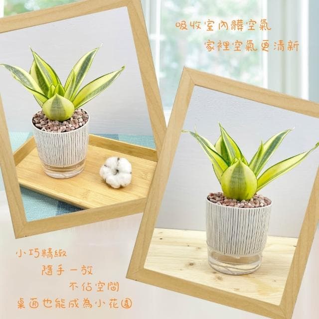 【小品文化】虎尾蘭【現貨】4吋仿瓷免澆水盆栽 室內植物 室內盆栽 懶人盆栽 水培植物 水培盆栽 室內盆栽 觀葉植物