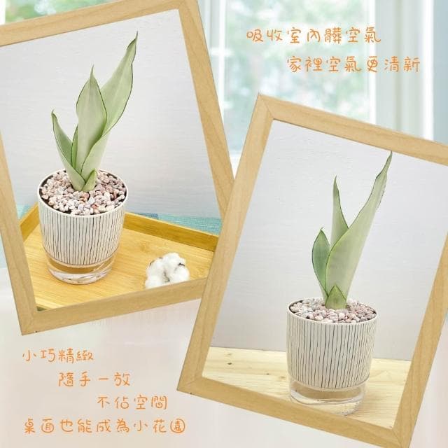 【小品文化】銀皇后虎尾蘭【現貨】4吋仿瓷免澆水盆栽 懶人盆栽 觀葉植物 室內植物 自動吸水 創意花盆 居家辦公盆花