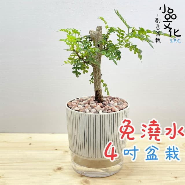 【小品文化】胡椒木【現貨】4吋仿瓷免澆水盆栽 室內植物 室內盆栽 懶人盆栽 水培植物 水培盆栽 室內盆栽 觀葉植物