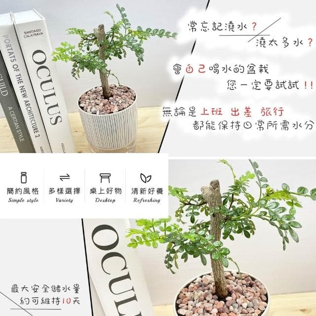 【小品文化】胡椒木【現貨】4吋仿瓷免澆水盆栽 室內植物 室內盆栽 懶人盆栽 水培植物 水培盆栽 室內盆栽 觀葉植物