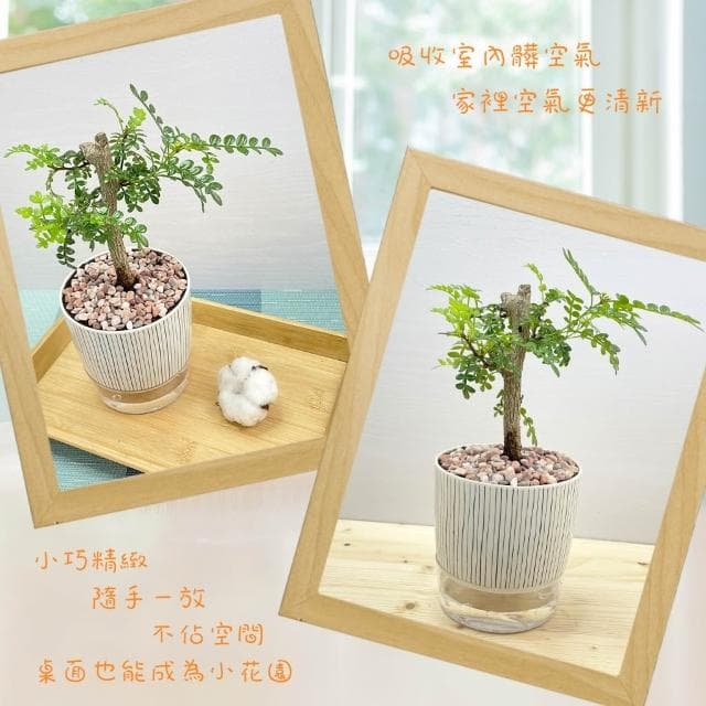 【小品文化】胡椒木【現貨】4吋仿瓷免澆水盆栽 室內植物 室內盆栽 懶人盆栽 水培植物 水培盆栽 室內盆栽 觀葉植物