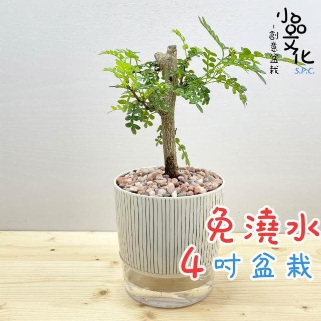 【小品文化】胡椒木【現貨】4吋仿瓷免澆水盆栽 室內植物 室內盆栽 懶人盆栽 水培植物 水培盆栽 室內盆栽 觀葉植物