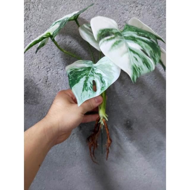 賠錢出清 仿真斑葉龜背芋 白斑龜背芋 龜背芋 開店招財 慶祝生日 仿真 假花 植物 園藝 盆栽 熊貓購物