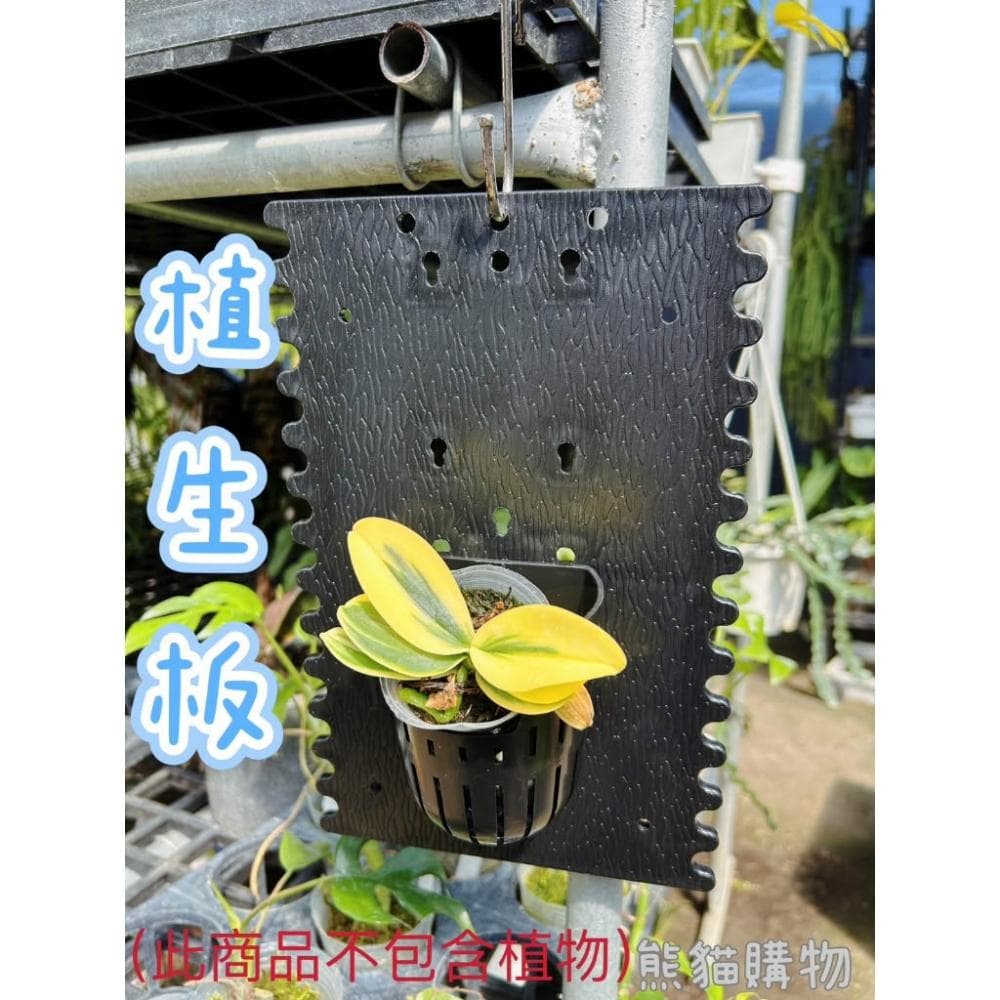 賠錢出清 植生版 發票現貨 鹿角蕨上板 蘭花板 蘭花 鹿角蕨 上板 植物 塑膠蘭花板 鹿角蕨 園藝 盆栽 園藝造景