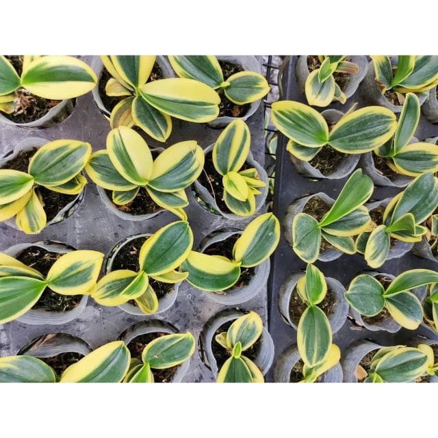 快速出貨 蝴蝶蘭  買6送1 現貨 蘭花 蘭花盆栽 盆栽 園藝 室內植物 蘭花苗 蝴蝶蘭苗 植物 熊貓購物