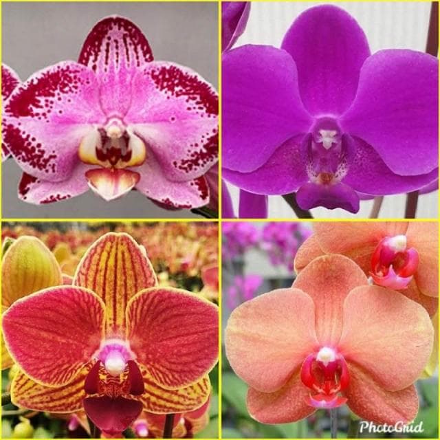 快速出貨 蝴蝶蘭  買6送1 現貨 蘭花 蘭花盆栽 盆栽 園藝 室內植物 蘭花苗 蝴蝶蘭苗 植物 熊貓購物