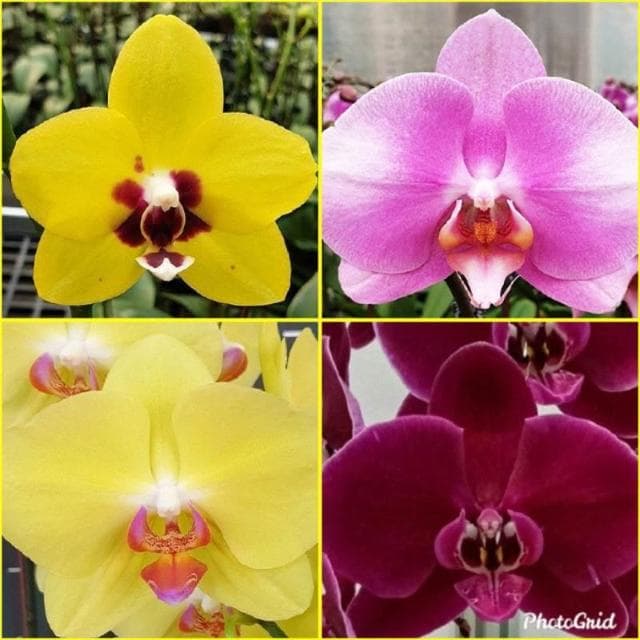 快速出貨 蝴蝶蘭  買6送1 現貨 蘭花 蘭花盆栽 盆栽 園藝 室內植物 蘭花苗 蝴蝶蘭苗 植物 熊貓購物