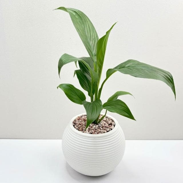【小品文化】白鶴芋【現貨】4吋燈籠免澆水盆栽 室內植物 室內盆栽 懶人盆栽 水培植物 水培盆栽 室內盆栽 觀葉植物