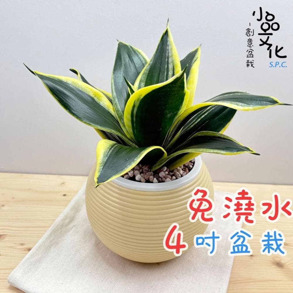 【小品文化】金邊虎尾蘭【現貨】4吋燈籠免澆水盆栽 室內植物 室內盆栽 懶人盆栽 水培植物 水培盆栽 室內盆栽 觀葉植物