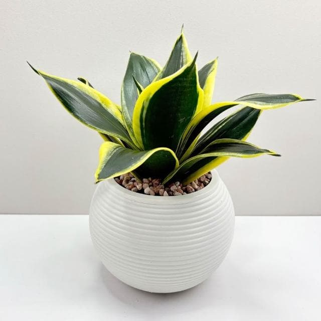 【小品文化】金邊虎尾蘭【現貨】4吋燈籠免澆水盆栽 室內植物 室內盆栽 懶人盆栽 水培植物 水培盆栽 室內盆栽 觀葉植物