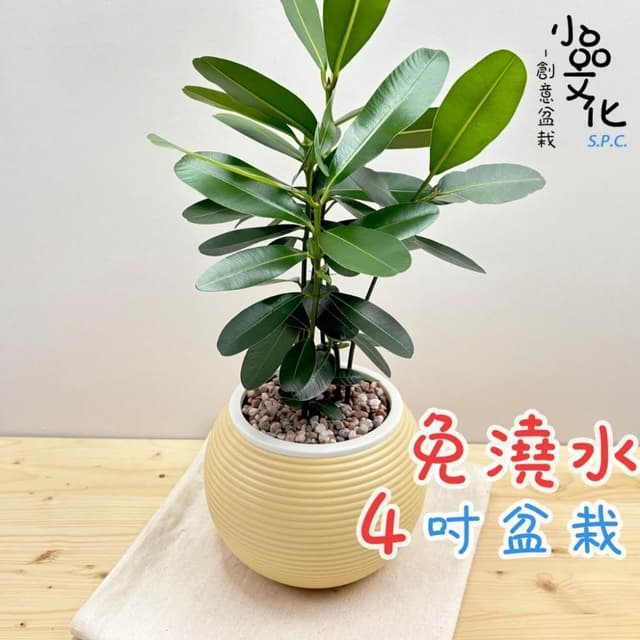 【小品文化】瓊崖海棠【現貨】4吋燈籠免澆水盆栽 室內植物 室內盆栽 懶人盆栽 水培植物 水培盆栽 室內盆栽 觀葉植物