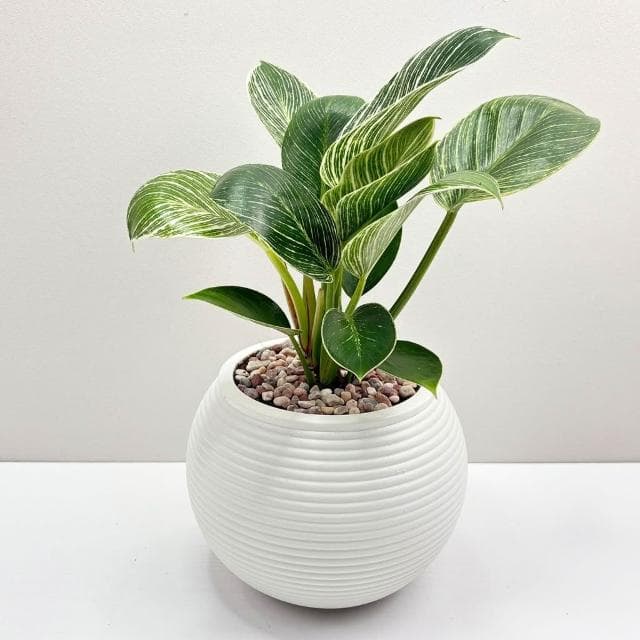 【小品文化】鉑金鑽蔓綠絨【現貨】4吋燈籠免澆水盆栽 室內植物 室內盆栽 懶人盆栽 水培植物 水培盆栽 室內盆栽 觀葉植物