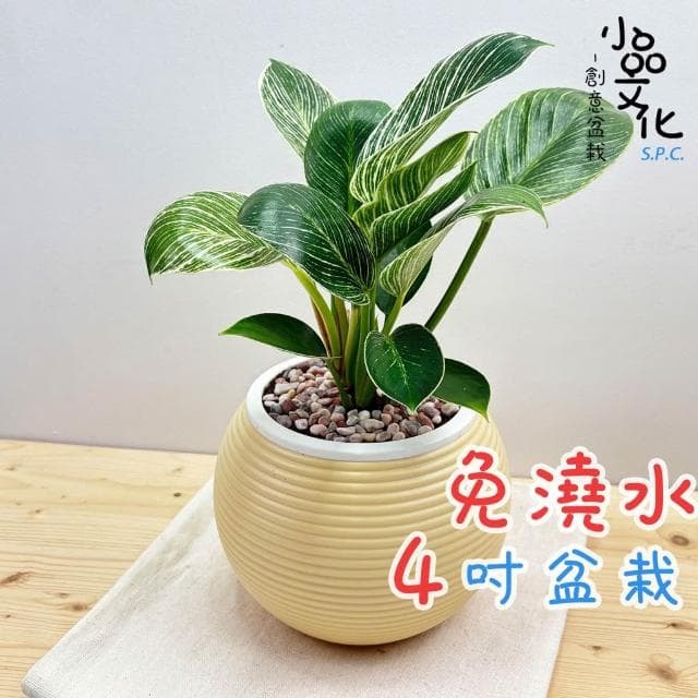 【小品文化】鉑金鑽蔓綠絨【現貨】4吋燈籠免澆水盆栽 室內植物 室內盆栽 懶人盆栽 水培植物 水培盆栽 室內盆栽 觀葉植物