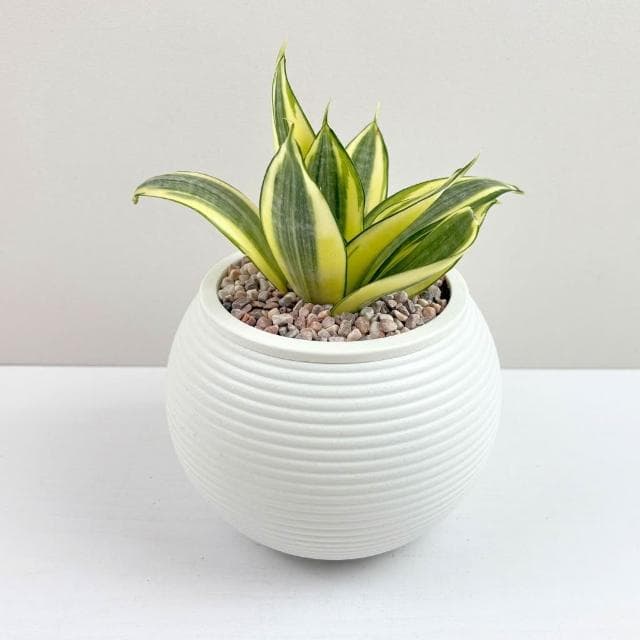 【小品文化】黃虎尾蘭【現貨】4吋燈籠免澆水盆栽 室內植物 室內盆栽 懶人盆栽 水培植物 水培盆栽 室內盆栽 觀葉植物