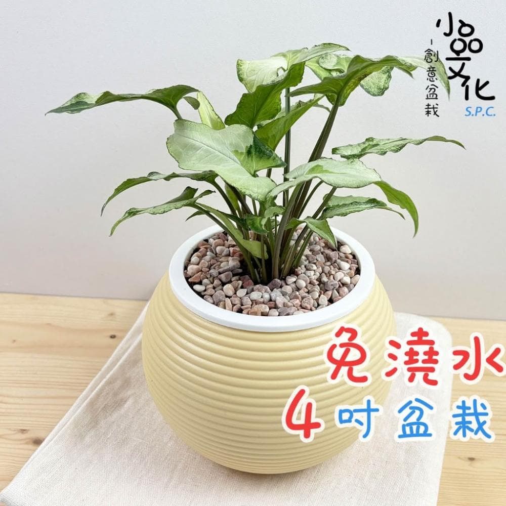 【小品文化】山王合果芋【現貨】4吋燈籠免澆水盆栽 室內植物 懶人盆栽 水培植物 水培盆栽 室內盆栽 觀葉植物